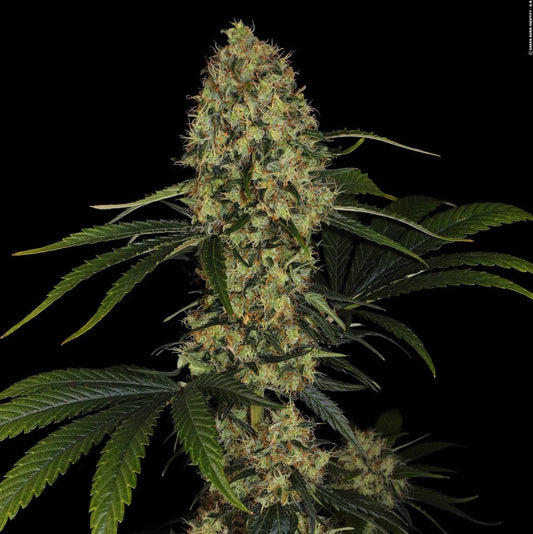 Paradise Seeds L.A. Amnesia