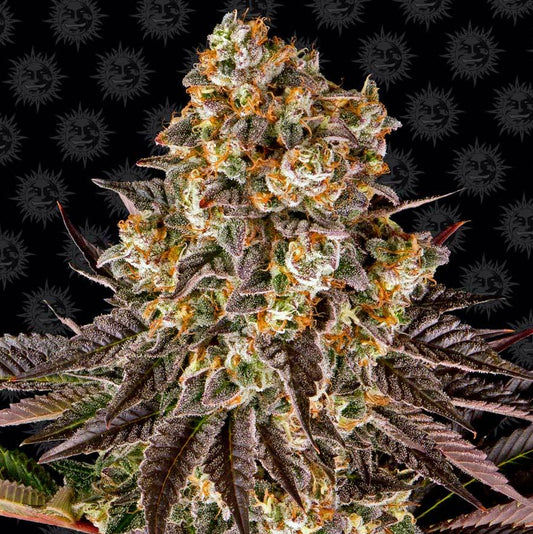 Barney's Farm Gelato #45