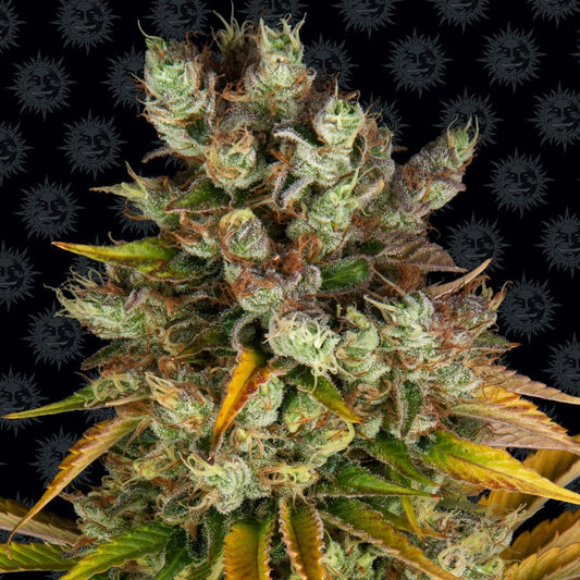 Barney's Farm GMO