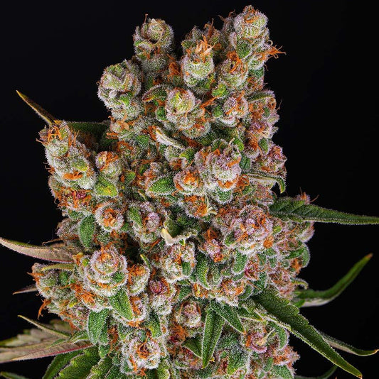Barney's Farm GMO Auto