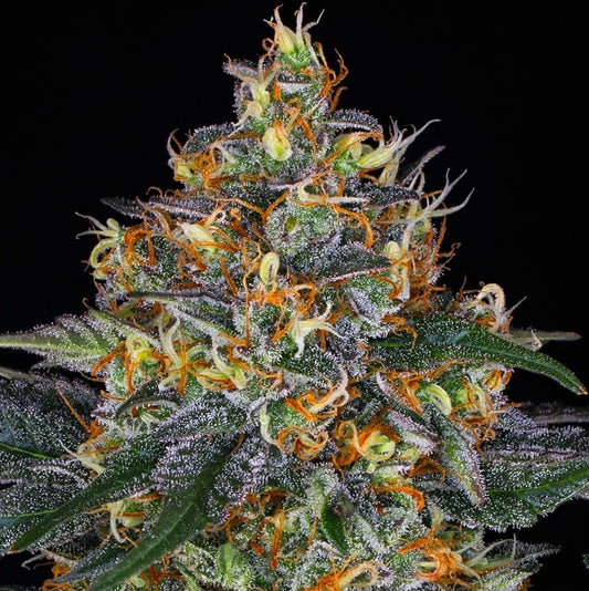 Barney's Farm Moby Dick Auto