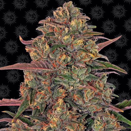 Barney's Farm Pineapple Chunk