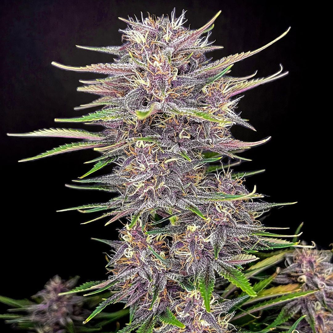 Banana Purple Punch Auto