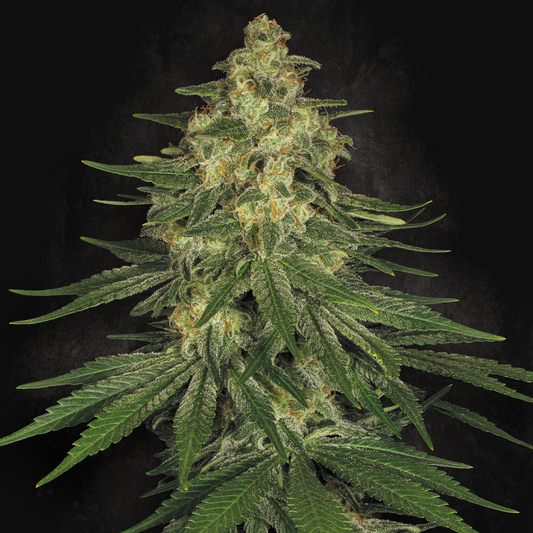 Allkush Paradise Seeds