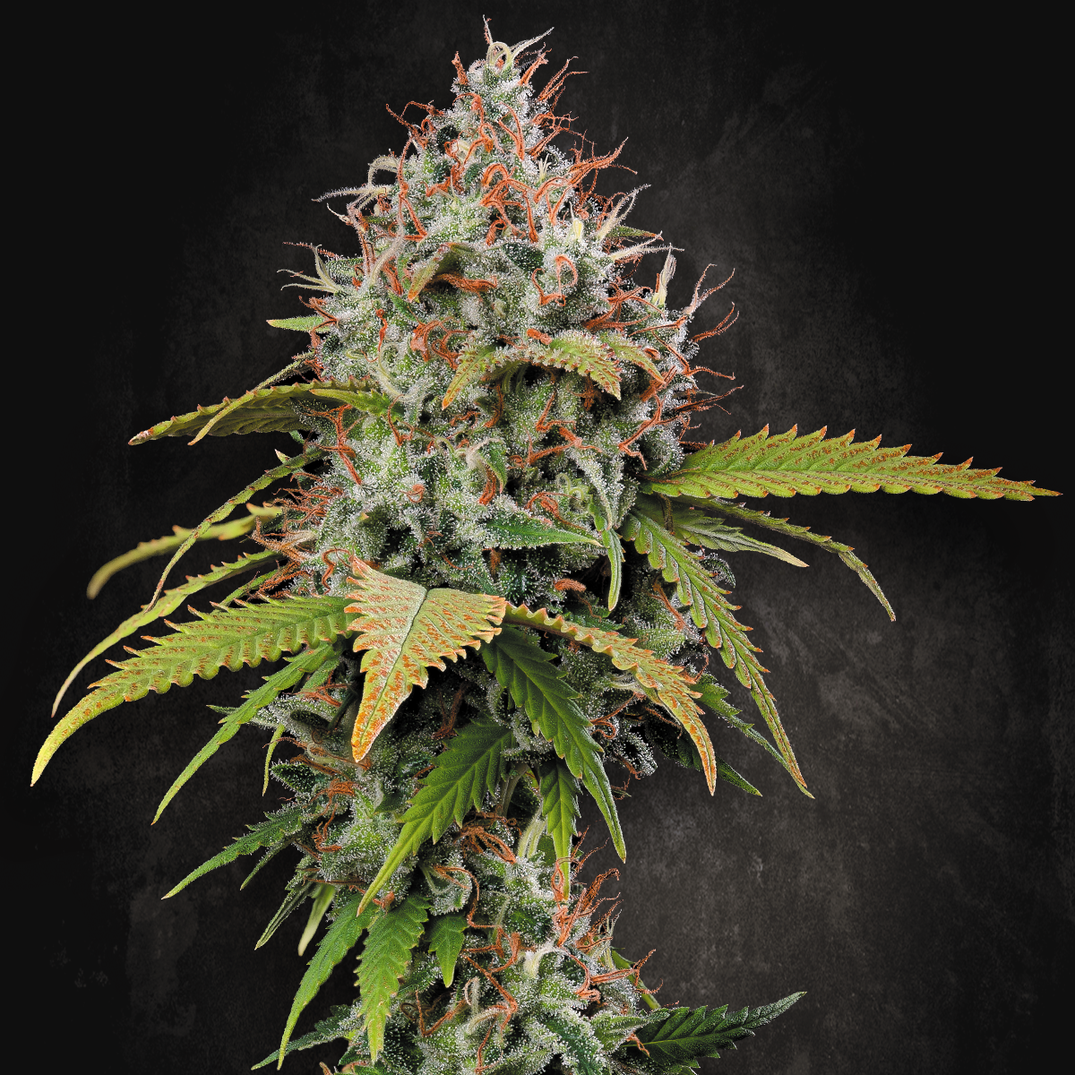 Atomical Haze