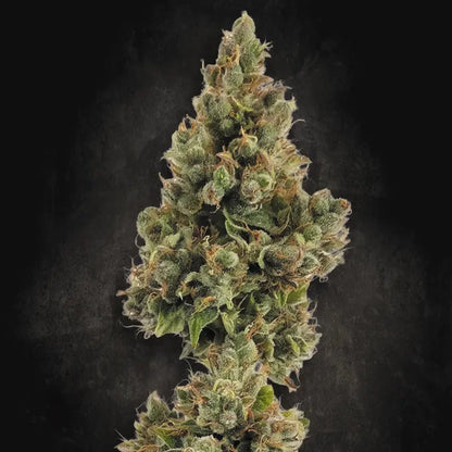 Auto Jack