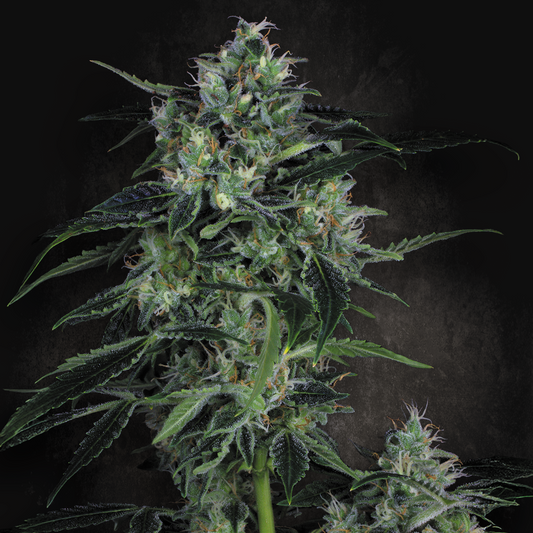 Auto Whiteberry