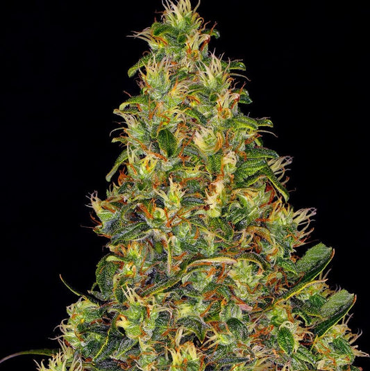 Barney's Farm Amnesia Haze Auto