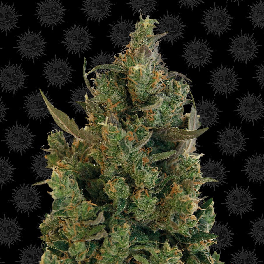 Barney's Farm Blue Cheese