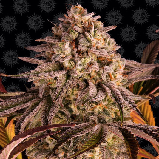 Barney's Farm Blue Sunset Sherbert