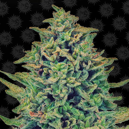 Barney's Farm CBD Blue Shark