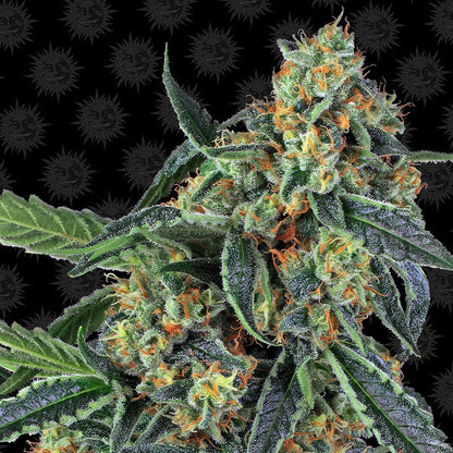 Barney's Farm Cookies Kush