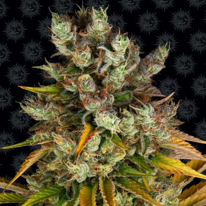 Barney's Farm GMO