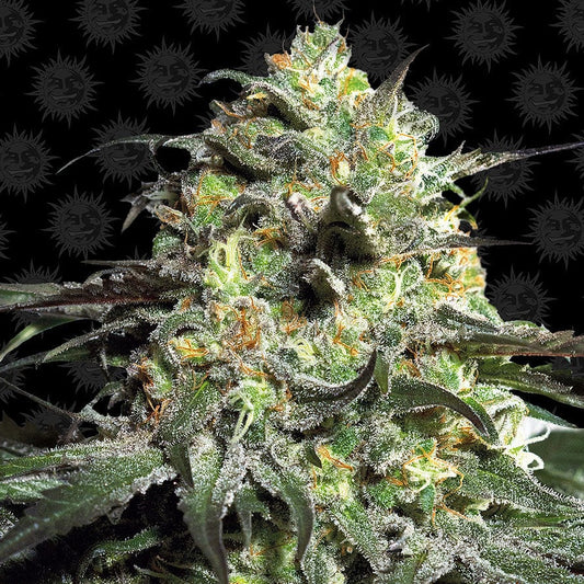 Barney's Farm Peyote Cookies