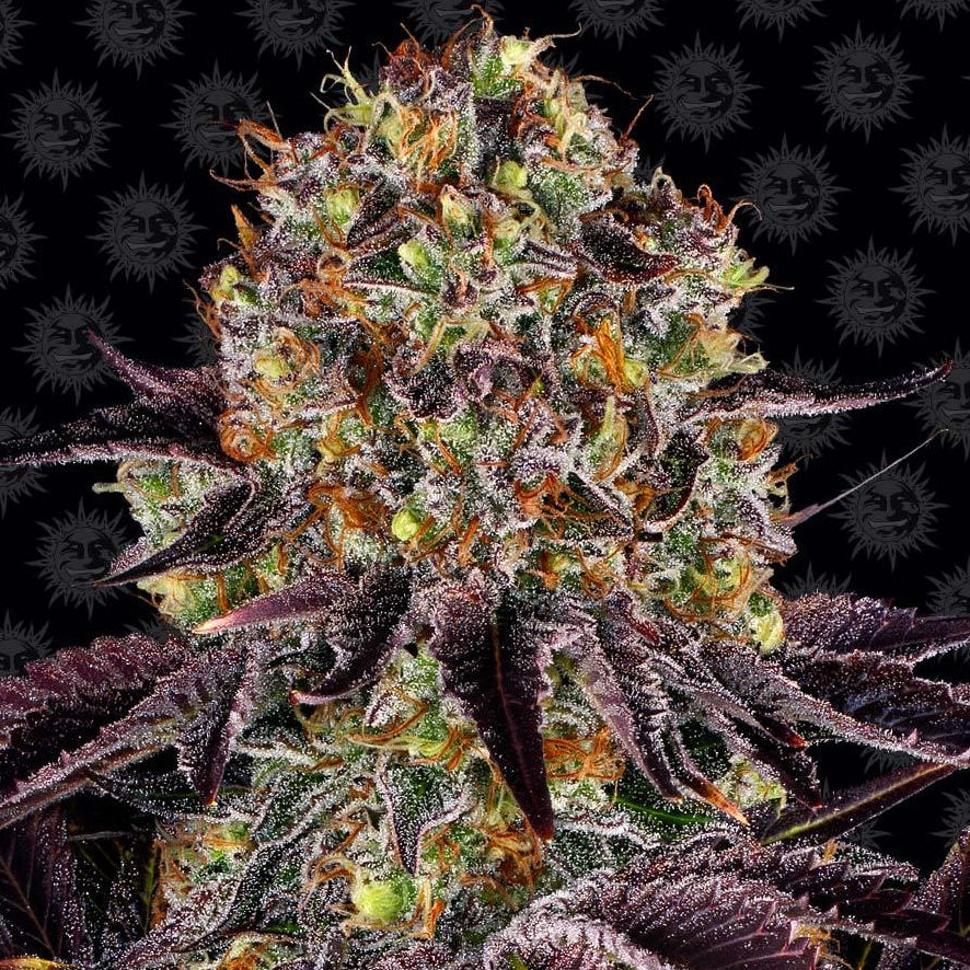 Barney's Farm Runtz x Layer Cake