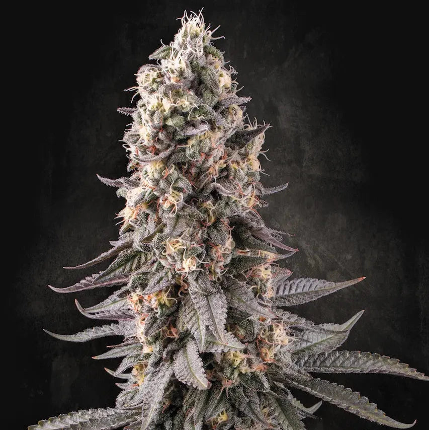 El Dorado OG
