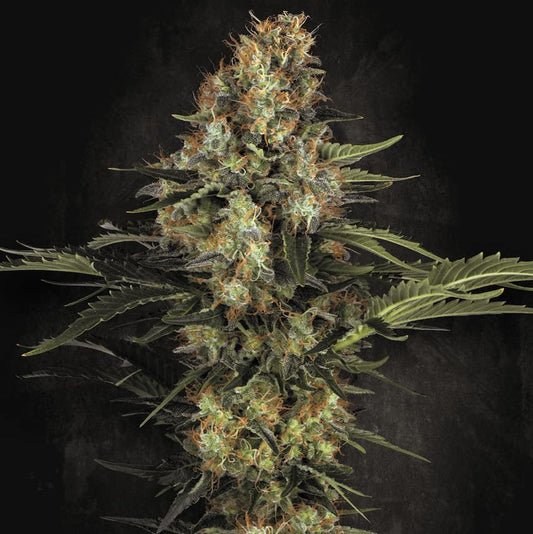 Original White Widow IBL