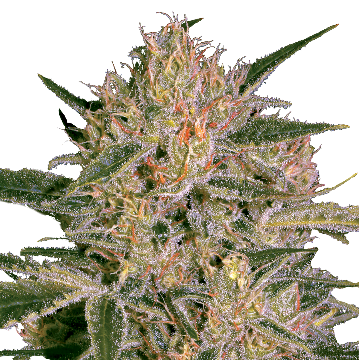 Nebula II CBD