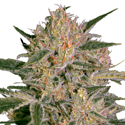 Nebula II CBD