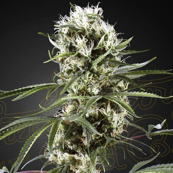 Super Lemon Haze
