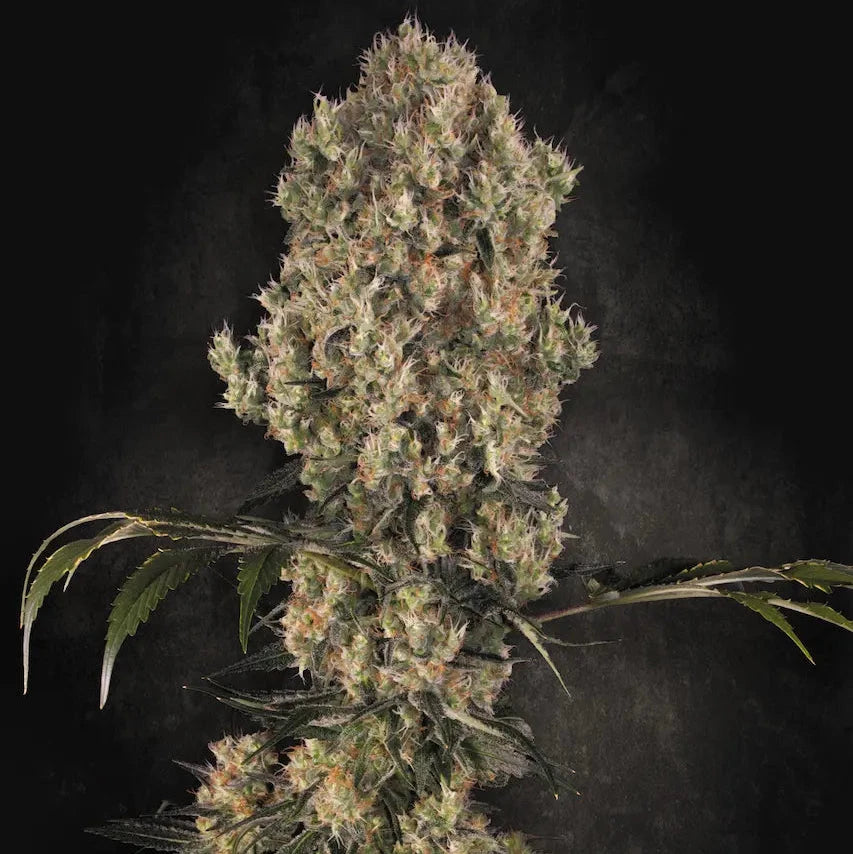 White Berry