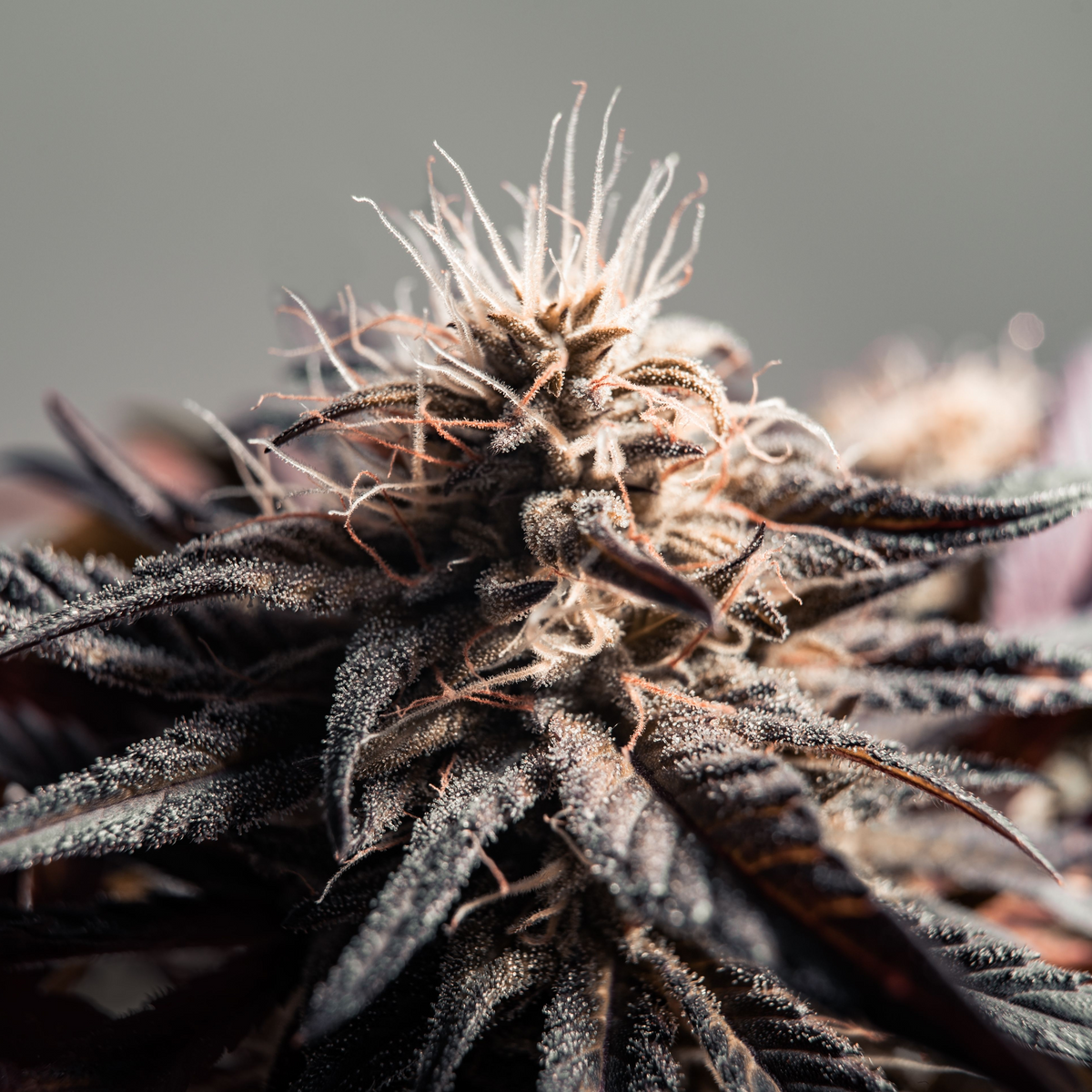 Grand Daddy Purple