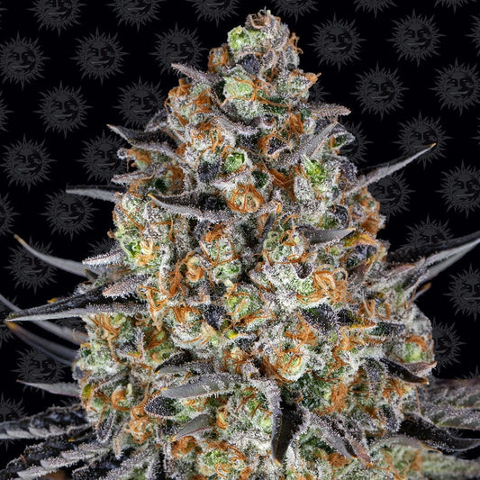 Barney's Farm LSD