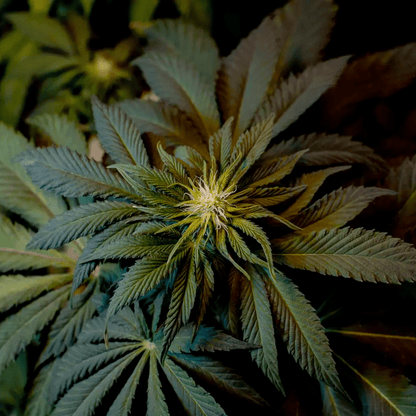 Paradise Seeds L.A. Amnesia