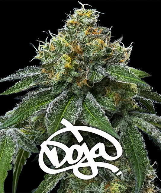RS11 x Banana OG Barney's Farm